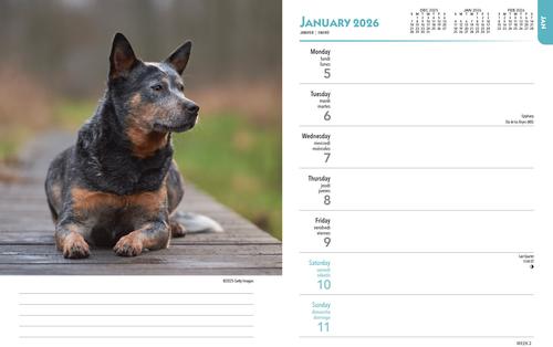Show full view: Blue Heelers 2026 Engagement Calendar slide 3 of 4