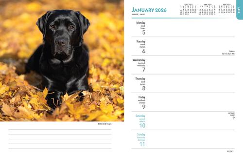Show full view: Labrador Retrievers Black 2026 Engagement Calendar slide 3 of 4