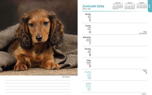 Show full view: Dachshunds 2026 Engagement Calendar slide 3 of 4