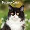 Show in main carousel: Tuxedo Cats 2026 Square Flap Wall Calendar slide 1 of 4