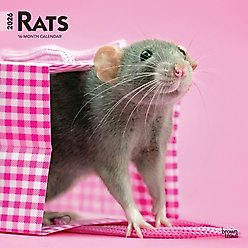 Rats 2026 Square Flap Wall Calendar