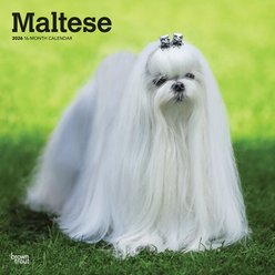 Maltese 2026 Square Flap Wall Calendar