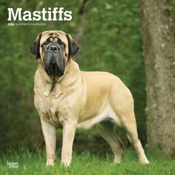 Mastiffs 2026 Square Flap Wall Calendar
