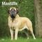 Show in main carousel: Mastiffs 2026 Square Flap Wall Calendar slide 1 of 4