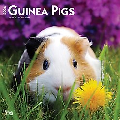 Guinea Pigs 2026 Square Flap Wall Calendar