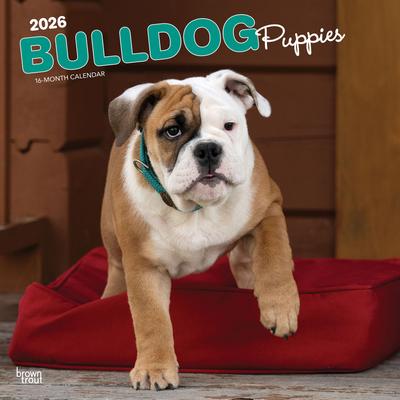 Show full view: Bulldog Puppies 2026 Square Flap Wall Calendar slide 1 of 4