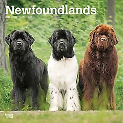 Newfoundlands 2026 Square Flap Wall Calendar