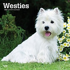 West Highland White Terriers 2026 Square Flap Wall Calendar