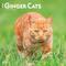 Show in main carousel: Ginger Cats 2026 Square Flap Wall Calendar slide 1 of 4