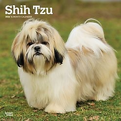 Shih Tzu 2026 Square Flap Wall Calendar