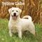 Show in main carousel: Labrador Retrievers, Yellow 2026 Square Flap Wall Calendar slide 1 of 4