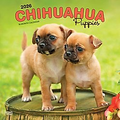 Chihuahua Puppies 2026 Square Flap Wall Calendar