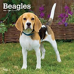 Beagles 2026 Square Flap Wall Calendar