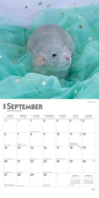 Show full view: Rats 2026 Square Flap Wall Calendar slide 4 of 4