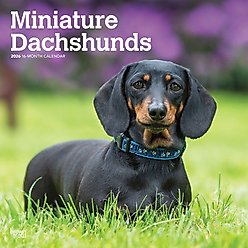 Dachshunds, Miniature 2026 Square Flap Wall Calendar