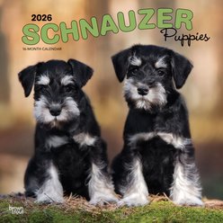 Schnauzer Puppies 2026 Square Flap Wall Calendar