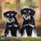 Show in main carousel: Schnauzer Puppies 2026 Square Flap Wall Calendar slide 1 of 4