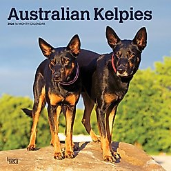 Australian Kelpies 2026 Square Flap Wall Calendar