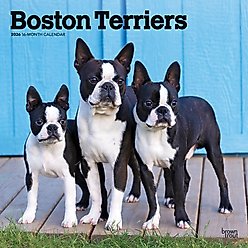 Boston Terriers 2026 Square Flap Wall Calendar