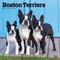 Show in main carousel: Boston Terriers 2026 Square Flap Wall Calendar slide 1 of 4