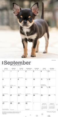 Show full view: Chihuahua Puppies 2026 Square Flap Wall Calendar slide 4 of 4