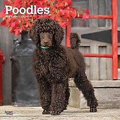 Poodles 2026 Square Flap Wall Calendar
