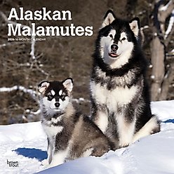 Alaskan Malamutes 2026 Square Flap Wall Calendar