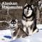 Show in main carousel: Alaskan Malamutes 2026 Square Flap Wall Calendar slide 1 of 4