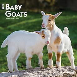 Baby Goats 2026 Square Flap Wall Calendar
