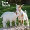 Show in main carousel: Baby Goats 2026 Square Flap Wall Calendar slide 1 of 4