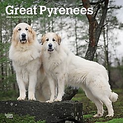 Great Pyrenees 2026 Square Flap Wall Calendar