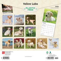 Labrador Retrievers, Yellow 2026 Square Flap Wall Calendar slide 2 of 4