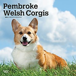 Welsh Corgis, Pembroke 2026 Square Flap Wall Calendar