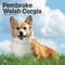 Show in main carousel: Welsh Corgis, Pembroke 2026 Square Flap Wall Calendar slide 1 of 4