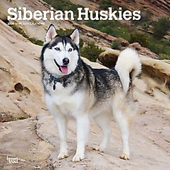 Siberian Huskies 2026 Square Flap Wall Calendar