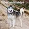 Show in main carousel: Siberian Huskies 2026 Square Flap Wall Calendar slide 1 of 4