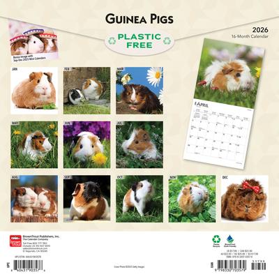 Show full view: Guinea Pigs 2026 Square Flap Wall Calendar slide 2 of 4