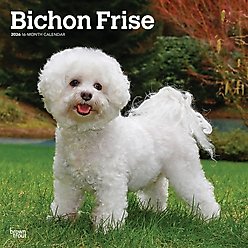 Bichon Frise 2026 Square Flap Wall Calendar
