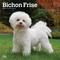 Show in main carousel: Bichon Frise 2026 Square Flap Wall Calendar slide 1 of 4