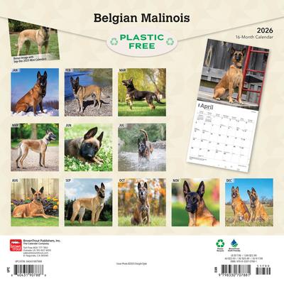 Show full view: Belgian Malinois 2026 Square Flap Wall Calendar slide 2 of 4