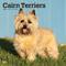 Show in main carousel: Cairn Terriers 2026 Square Flap Wall Calendar slide 1 of 4
