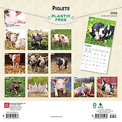 Piglets 2026 Square Flap Wall Calendar slide 2 of 4