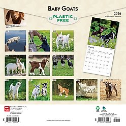 Baby Goats 2026 Square Flap Wall Calendar slide 2 of 4