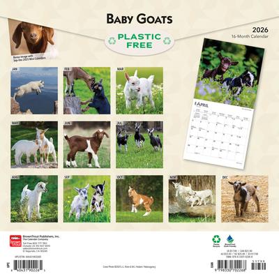 Show full view: Baby Goats 2026 Square Flap Wall Calendar slide 2 of 4