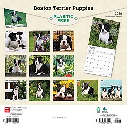 Boston Terrier Puppies 2026 Square Flap Wall Calendar slide 2 of 4