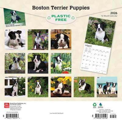 Show full view: Boston Terrier Puppies 2026 Square Flap Wall Calendar slide 2 of 4