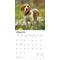 Show in main carousel: Beagles 2026 Square Flap Wall Calendar slide 3 of 4