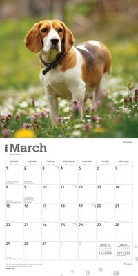 Show full view: Beagles 2026 Square Flap Wall Calendar slide 3 of 4