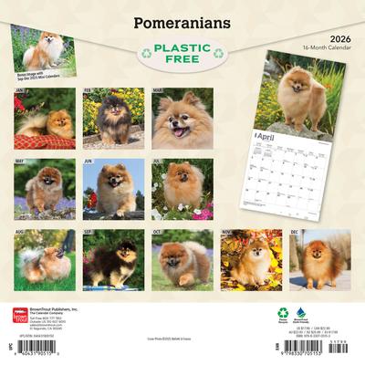 Show full view: Pomeranians 2026 Square Flap Wall Calendar slide 2 of 4