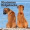 Show in main carousel: Rhodesian Ridgebacks 2026 Square Flap Wall Calendar slide 1 of 4